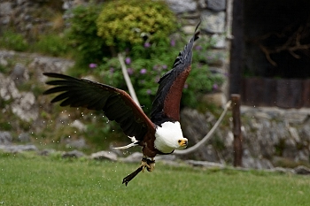 2014_08_12_Donjon_Des_Aigles_005_D610--28-300__CNX-D