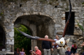 2014_08_12_Donjon_Des_Aigles_009_D610--28-300__CNX-D