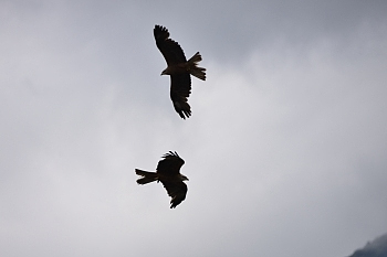 2014_08_12_Donjon_Des_Aigles_043_D610--28-300__CNX-D