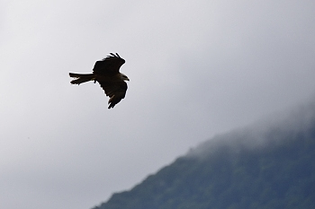 2014_08_12_Donjon_Des_Aigles_044_D610--28-300__CNX-D