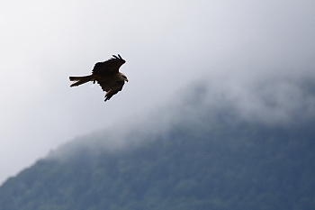 2014_08_12_Donjon_Des_Aigles_045_D610--28-300__CNX-D