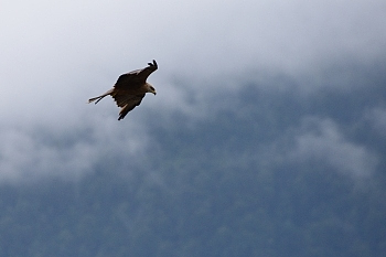 2014_08_12_Donjon_Des_Aigles_047_D610--28-300__CNX-D