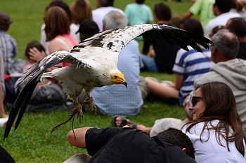 2014_08_12_Donjon_Des_Aigles_062_D610--28-300__CNX-D