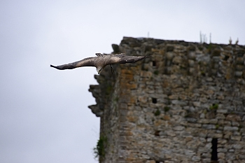 2014_08_12_Donjon_Des_Aigles_065_D610--28-300__CNX-D
