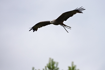2014_08_12_Donjon_Des_Aigles_067_D610--28-300__CNX-D