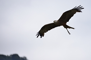 2014_08_12_Donjon_Des_Aigles_068_D610--28-300__CNX-D