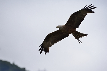 2014_08_12_Donjon_Des_Aigles_069_D610--28-300__CNX-D