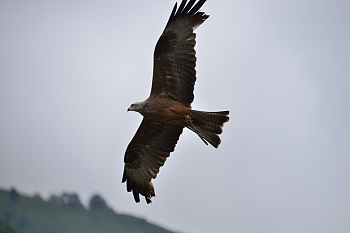 2014_08_12_Donjon_Des_Aigles_070_D610--28-300__CNX-D