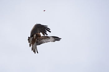 2014_08_12_Donjon_Des_Aigles_072_D610--28-300__CNX-D