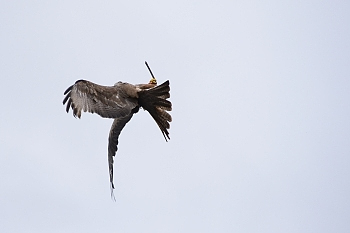 2014_08_12_Donjon_Des_Aigles_073_D610--28-300__CNX-D