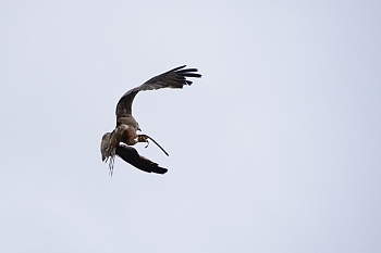 2014_08_12_Donjon_Des_Aigles_074_D610--28-300__CNX-D