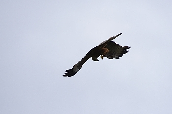 2014_08_12_Donjon_Des_Aigles_077_D610--28-300__CNX-D