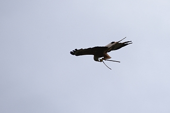 2014_08_12_Donjon_Des_Aigles_078_D610--28-300__CNX-D