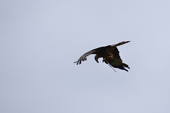 2014_08_12_Donjon_Des_Aigles_079_D610--28-300__CNX-D
