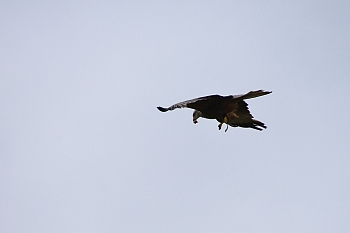 2014_08_12_Donjon_Des_Aigles_080_D610--28-300__CNX-D