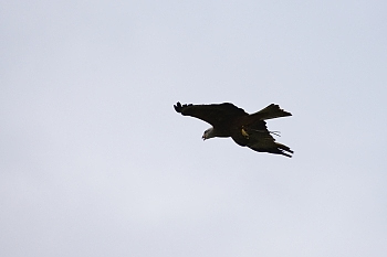 2014_08_12_Donjon_Des_Aigles_081_D610--28-300__CNX-D