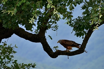 2014_08_12_Donjon_Des_Aigles_083_D610--28-300__CNX-D