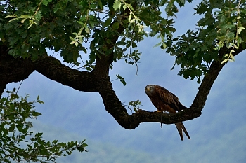 2014_08_12_Donjon_Des_Aigles_087_D610--28-300__CNX-D