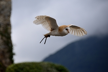2014_08_12_Donjon_Des_Aigles_092_D610--28-300__CNX-D
