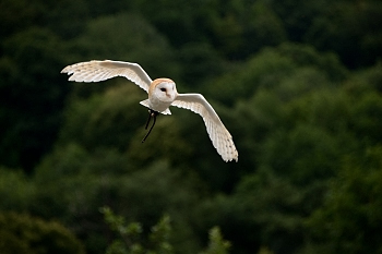 2014_08_12_Donjon_Des_Aigles_093_D610--28-300__CNX-D