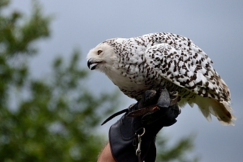 2014_08_12_Donjon_Des_Aigles_110_D610--28-300__CNX-D
