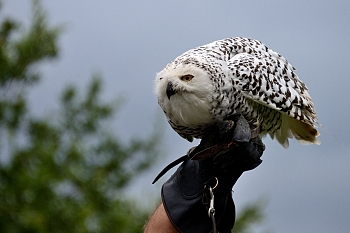 2014_08_12_Donjon_Des_Aigles_112_D610--28-300__CNX-D