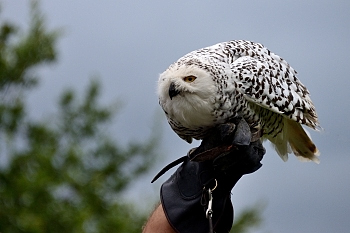 2014_08_12_Donjon_Des_Aigles_113_D610--28-300__CNX-D