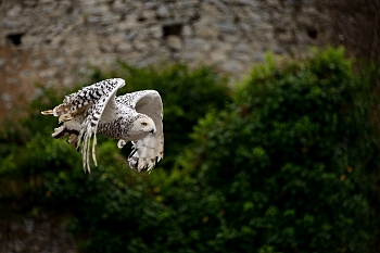2014_08_12_Donjon_Des_Aigles_121_D610--28-300__CNX-D
