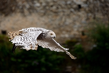 2014_08_12_Donjon_Des_Aigles_122_D610--28-300__CNX-D