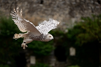 2014_08_12_Donjon_Des_Aigles_123_D610--28-300__CNX-D