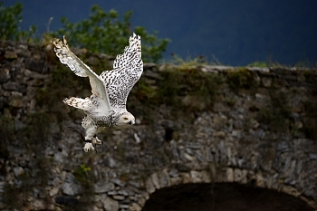 2014_08_12_Donjon_Des_Aigles_128_D610--28-300__CNX-D