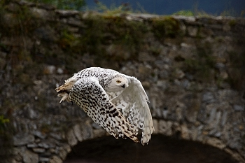2014_08_12_Donjon_Des_Aigles_129_D610--28-300__CNX-D