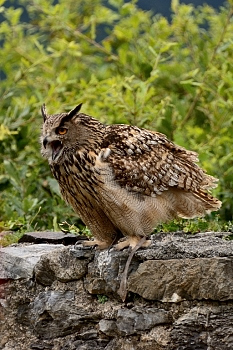 2014_08_12_Donjon_Des_Aigles_138_D610--28-300__CNX-D