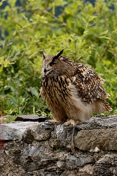 2014_08_12_Donjon_Des_Aigles_139_D610--28-300__CNX-D