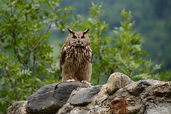 2014_08_12_Donjon_Des_Aigles_140_D610--28-300__CNX-D
