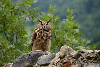 2014_08_12_Donjon_Des_Aigles_141_D610--28-300__CNX-D