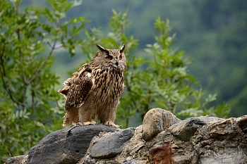 2014_08_12_Donjon_Des_Aigles_143_D610--28-300__CNX-D