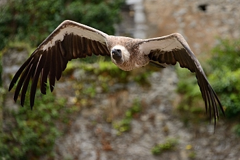 2014_08_12_Donjon_Des_Aigles_148_D610--28-300__CNX-D