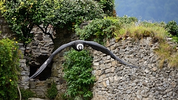 2014_08_12_Donjon_Des_Aigles_151_D610--28-300__CNX-D