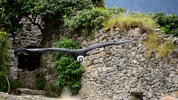 2014_08_12_Donjon_Des_Aigles_152_D610--28-300__CNX-D