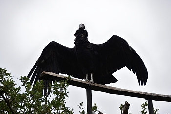 2014_08_12_Donjon_Des_Aigles_158_D610--28-300__CNX-D