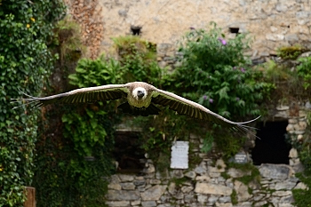 2014_08_12_Donjon_Des_Aigles_159_D610--28-300__CNX-D