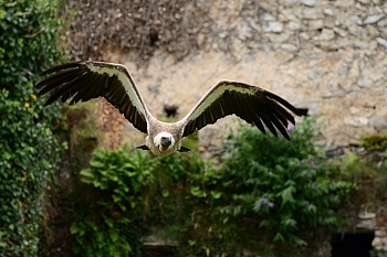 2014_08_12_Donjon_Des_Aigles_160_D610--28-300__CNX-D