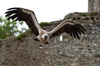 2014_08_12_Donjon_Des_Aigles_163_D610--28-300__CNX-D