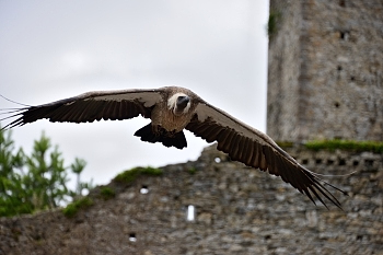 2014_08_12_Donjon_Des_Aigles_164_D610--28-300__CNX-D