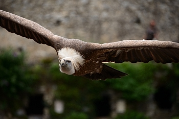 2014_08_12_Donjon_Des_Aigles_171_D610--28-300__CNX-D