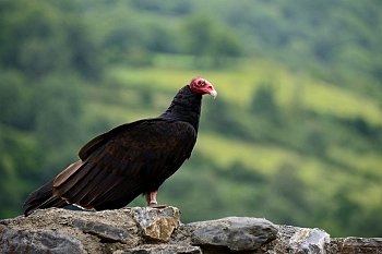 2014_08_12_Donjon_Des_Aigles_172_D610--28-300__CNX-D