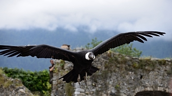 2014_08_12_Donjon_Des_Aigles_173_D610--28-300__CNX-D