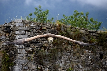 2014_08_12_Donjon_Des_Aigles_175_D610--28-300__CNX-D