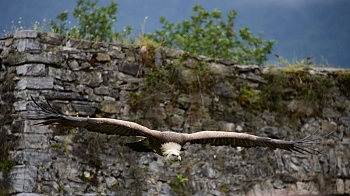 2014_08_12_Donjon_Des_Aigles_176_D610--28-300__CNX-D